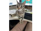 Tasha, Domestic Shorthair For Adoption In Howell, Michigan