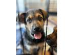 Cosmo (grey Collar), Labrador Retriever For Adoption In Lindsay, Ontario