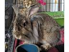 Evermore (bonded To Spring), Lionhead For Adoption In Williston, Florida