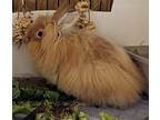 Spring (bonded To Evermore), Lionhead For Adoption In Williston, Florida