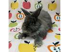 Chris, Lionhead For Adoption In Williston, Florida