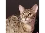 Stevie Nicks, Bengal For Adoption In Wheaton, Illinois