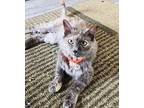 Patches, Calico For Adoption In Denver, North Carolina