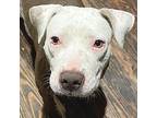 Bella, American Pit Bull Terrier For Adoption In Jefferson, Wisconsin