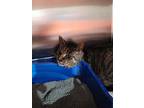 Margo, Domestic Shorthair For Adoption In Linton, Indiana