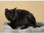 Samantha, Domestic Shorthair For Adoption In Woodstock, Ontario