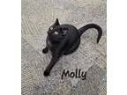 Molly, Domestic Shorthair For Adoption In Woodstock, Ontario