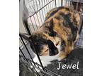 Jewel, Calico For Adoption In Woodstock, Ontario