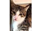 Richard The Lionhearted, Domestic Shorthair For Adoption In Santa Rosa