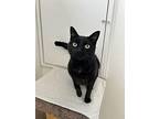 Duke, Domestic Shorthair For Adoption In Campbell River, British Columbia