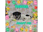 Denver, Fox Terrier (smooth) For Adoption In Grove, Oklahoma