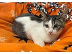 Grover, Domestic Shorthair For Adoption In Parlier, California