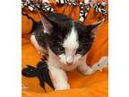 Purrcy Jackson, Domestic Shorthair For Adoption In Parlier, California