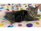 Aaron, Domestic Shorthair For Adoption In Parlier, California