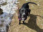 Paco, American Pit Bull Terrier For Adoption In Boulder, Colorado