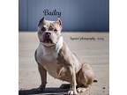Bailey, American Pit Bull Terrier For Adoption In Pekin, Illinois
