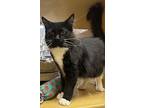 Pirate, Domestic Mediumhair For Adoption In Goodyear, Arizona