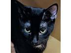 Veronica (& Victoria) Bonded, Domestic Shorthair For Adoption In Herndon
