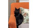 Negrito, Bombay For Adoption In South Salem, New York