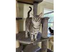 Candice, Domestic Shorthair For Adoption In Umatilla, Florida