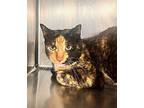 Going Back To Cali, Domestic Shorthair For Adoption In Richmond, Virginia
