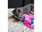 (aq) Snickers Mixed Breed (Medium) Puppy Female