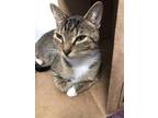 Ella, Domestic Shorthair For Adoption In Hillsboro, Oregon