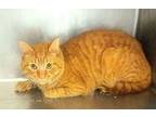 Carrot Domestic Shorthair Adult Male