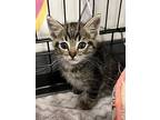 Limabean, Domestic Shorthair For Adoption In Oakdale, California
