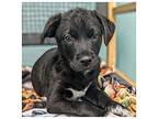 Diesel, Labrador Retriever For Adoption In Clermont, Florida