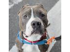 Tango, American Pit Bull Terrier For Adoption In New York, New York