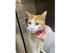 Sebastian, Domestic Shorthair For Adoption In Thornhill, Ontario