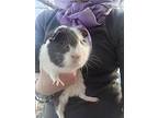 Millie Molly, Guinea Pig For Adoption In Shelby Twp, Michigan