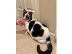 Spotty, Domestic Shorthair For Adoption In Houston, Texas