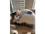 Cooper, Domestic Shorthair For Adoption In Houston, Texas