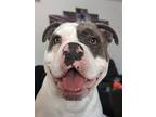 Levi - Foster Or Adopt Me!, American Staffordshire Terrier For Adoption In Lake