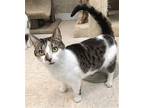 Jaz, Domestic Shorthair For Adoption In Columbus, Ohio