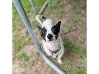 Wish (texas Only), Terrier (unknown Type, Small) For Adoption In Boerne, Texas