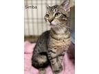 Simba - Center, Domestic Shorthair For Adoption In Oakland Park, Florida