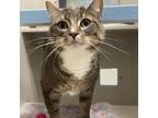 Bruce, Domestic Shorthair For Adoption In Swanzey, New Hampshire