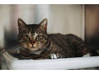 71805a Mr. Peanuts-pounce Cat Cafe, Domestic Shorthair For Adoption In North