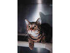 71965a Parsley-pounce Cat Cafe, Domestic Shorthair For Adoption In North