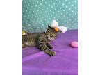 Carhart, Domestic Shorthair For Adoption In Fort Wayne, Indiana