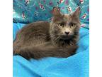 Luna, Domestic Mediumhair For Adoption In Millbrook, Illinois