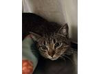 Charles, Domestic Shorthair For Adoption In Grand Forks, North Dakota