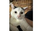 Bonbon, Domestic Shorthair For Adoption In Fullerton, California