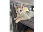 Cheese, Domestic Shorthair For Adoption In Fullerton, California