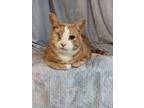 Manny, Domestic Shorthair For Adoption In Moncton, New Brunswick