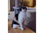 Alaya, Domestic Shorthair For Adoption In Forest Lake, Minnesota