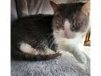 Miah, Domestic Shorthair For Adoption In Forest Lake, Minnesota